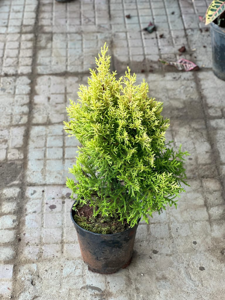 Golden Cypress in 6 Inch Nursery Pot