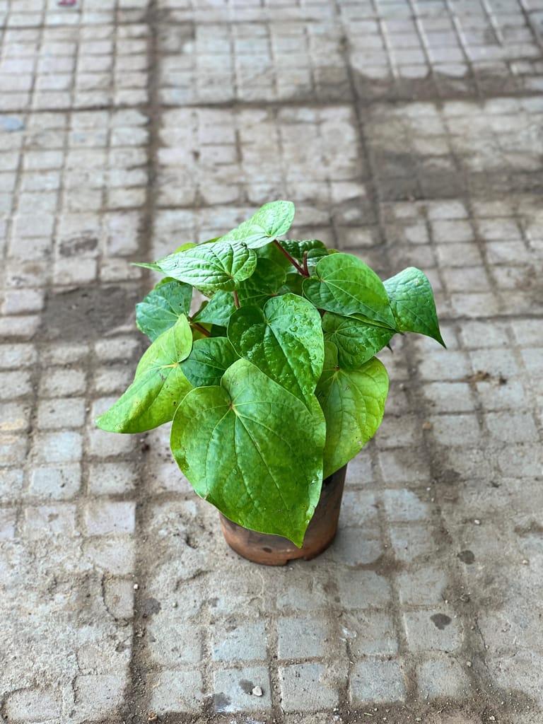 Paan / Betal Leaf in 6 Inch Nursery Pot