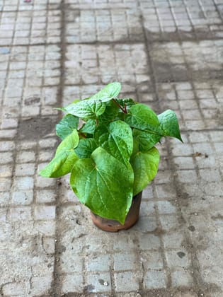 Buy Paan / Betal Leaf in 6 Inch Nursery Pot Online | Urvann.com