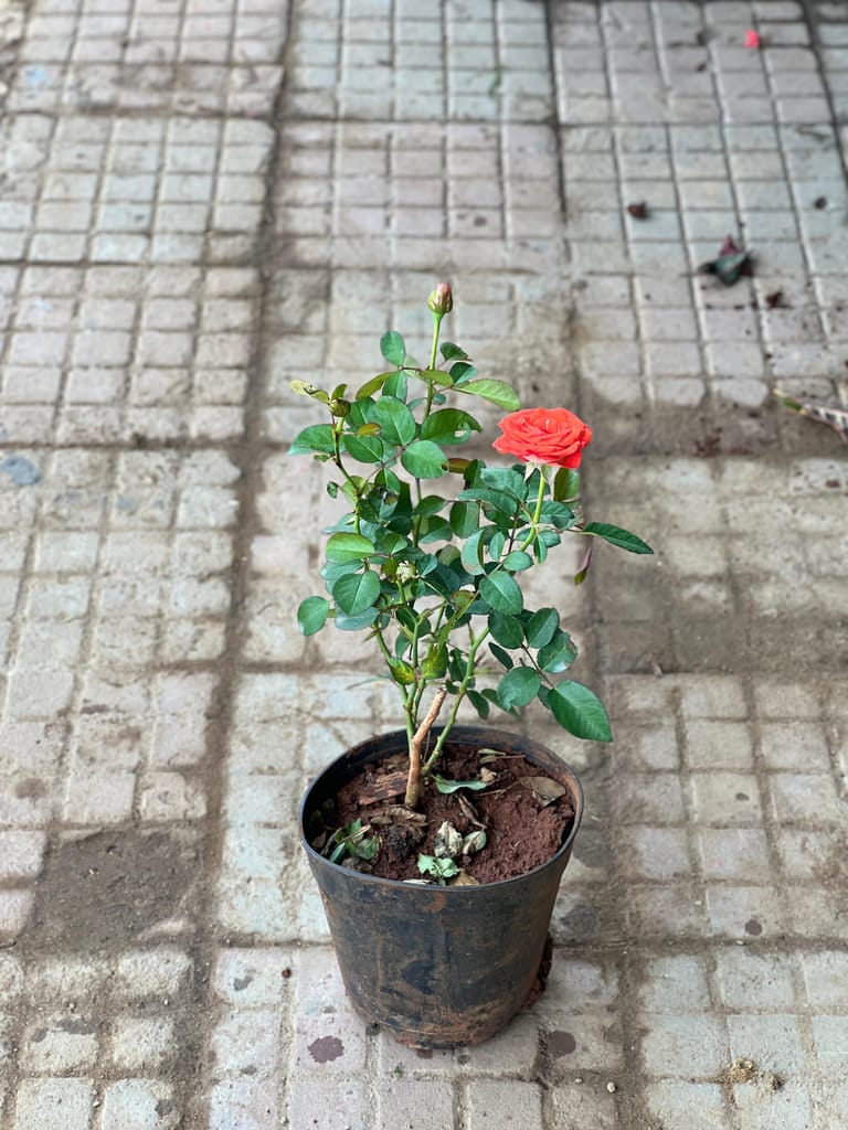 Rose Hybrid (Any Colour) in 6 Inch Nursery Pot