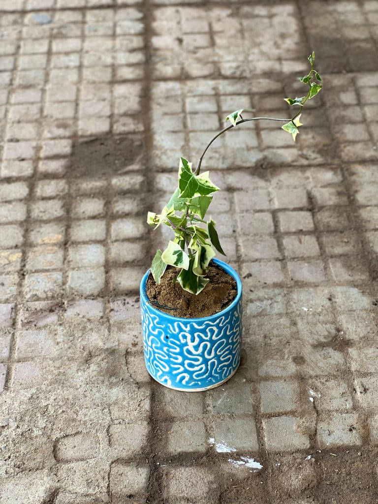 English Ivy Succulent in 4 Inch Classy Blue Designer Cylindrical Ceramic Pot