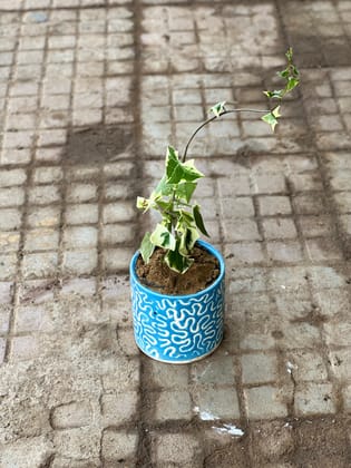 Buy English Ivy Succulent in 4 Inch Classy Blue Designer Cylindrical Ceramic Pot Online | Urvann.com