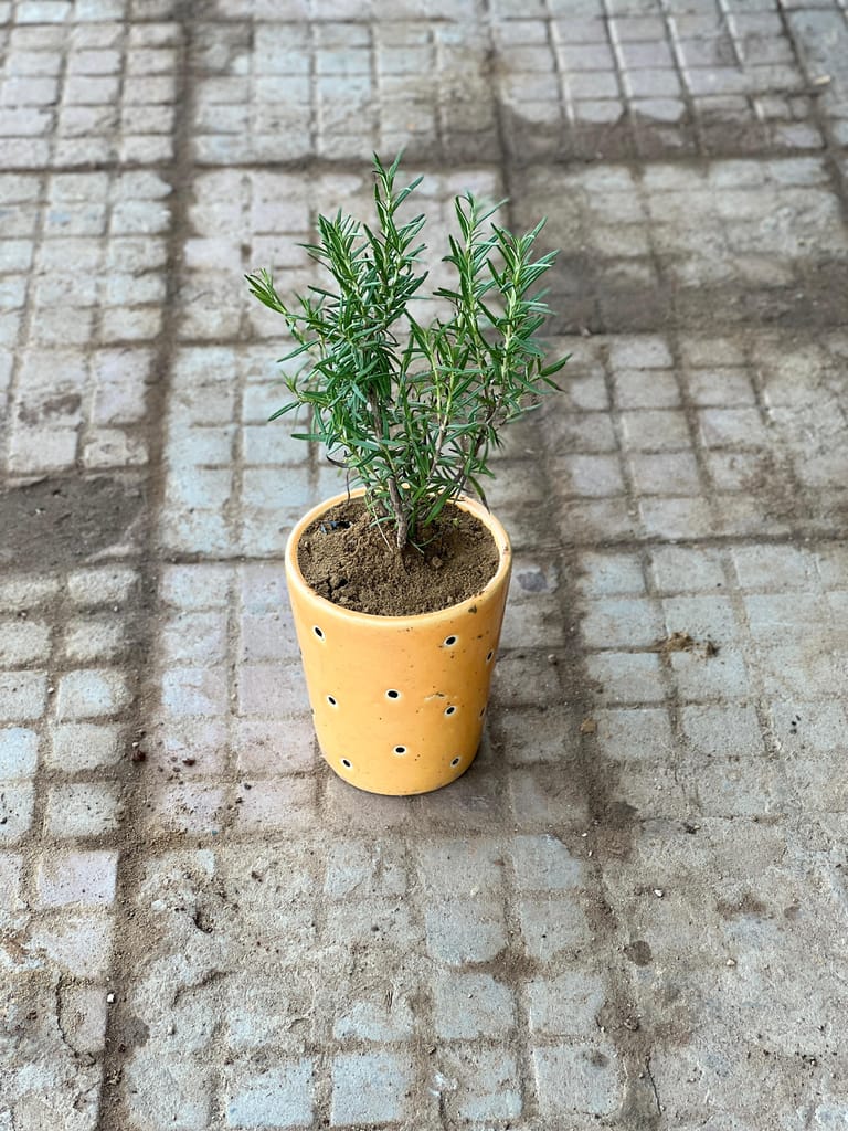 Rosemary in 6 Inch Yellow Cup Shaped Designer Ceramic Pot