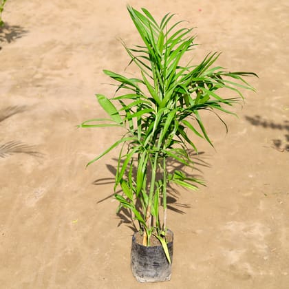 Buy Bamboo Palm / Sikotiya Palm in 10 Inch Nursery bag Online | Urvann.com