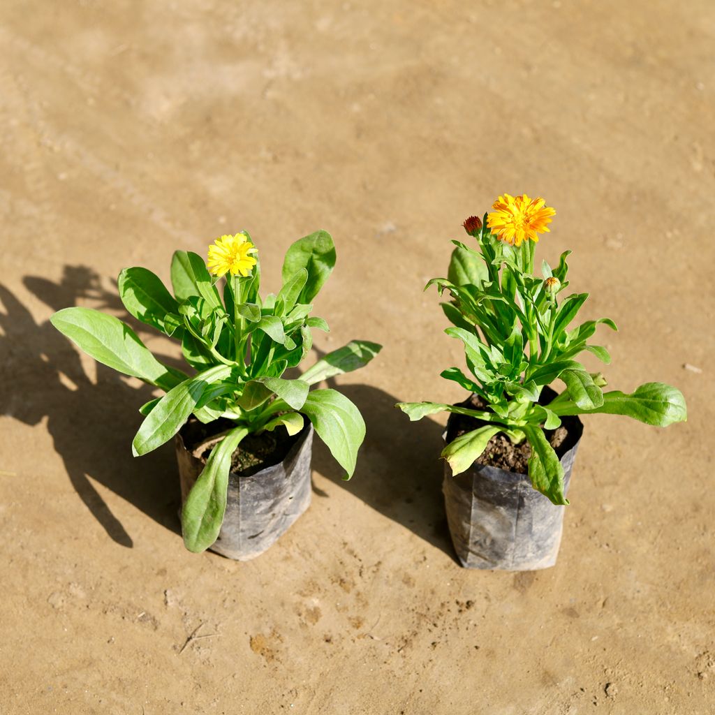 Set of 2 - Calendula (Any Colour) in 4 Inch Nursery bag