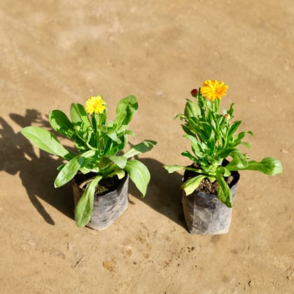 Buy Set of 2 - Calendula (Any Colour) in 4 Inch Nursery bag Online | Urvann.com