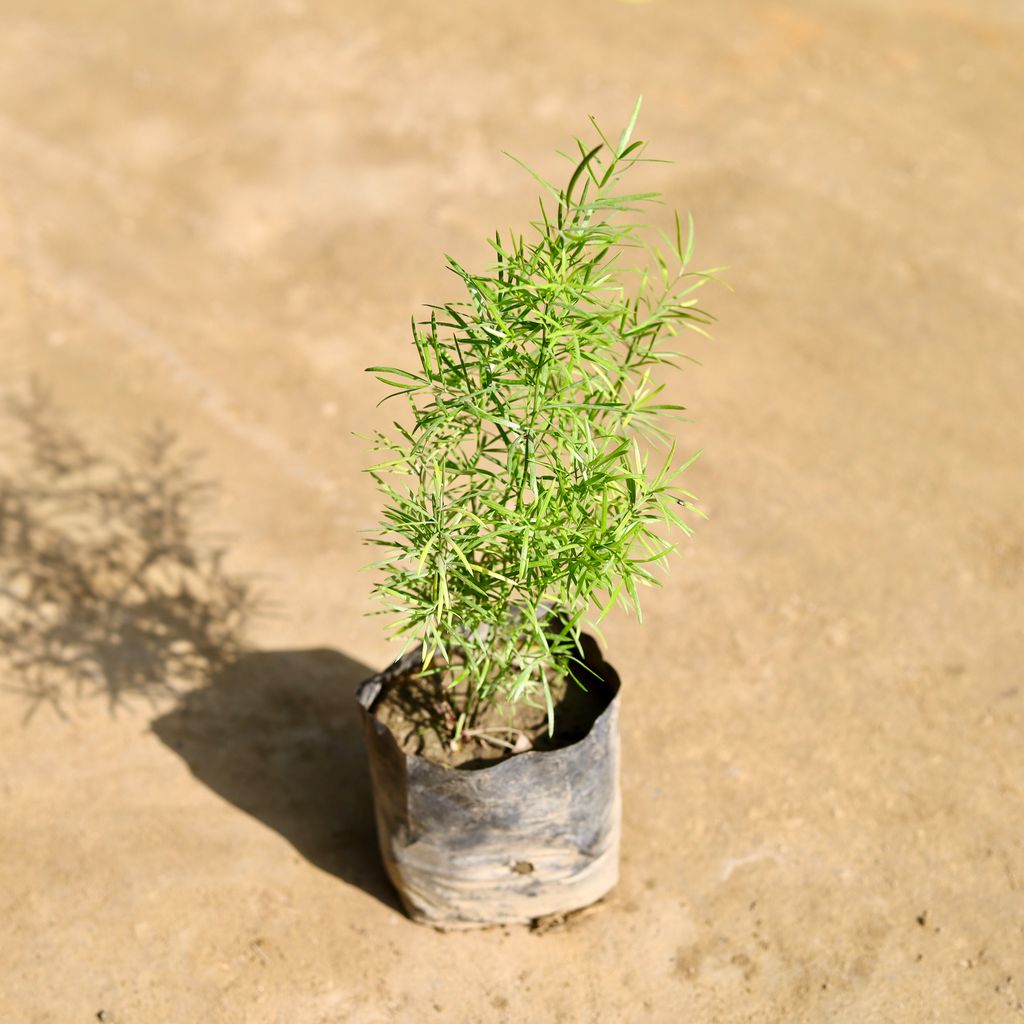 Asparagus Mary in 4 Inch Nursery bag