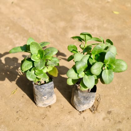 Buy Set of 2 - Kalanchoe Desi (Any Colour) in 4 Inch Nursery bag Online | Urvann.com