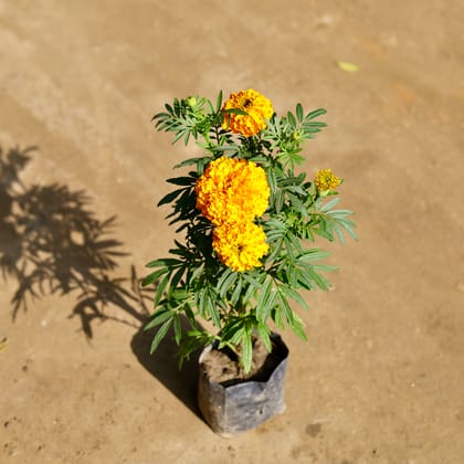 Buy Marigold / Genda (Any Colour) in 4 Inch Nursery bag Online | Urvann.com