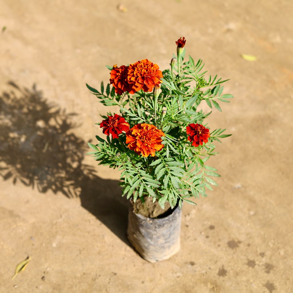 Marigold / Genda Jafri (Any Colour) in 4 Inch Nursery bag