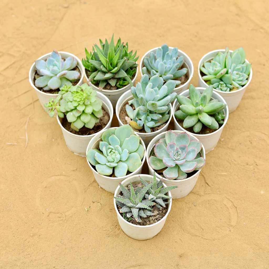 Set of 6 - Assorted Succulents in 3 Inch Nursery Pot