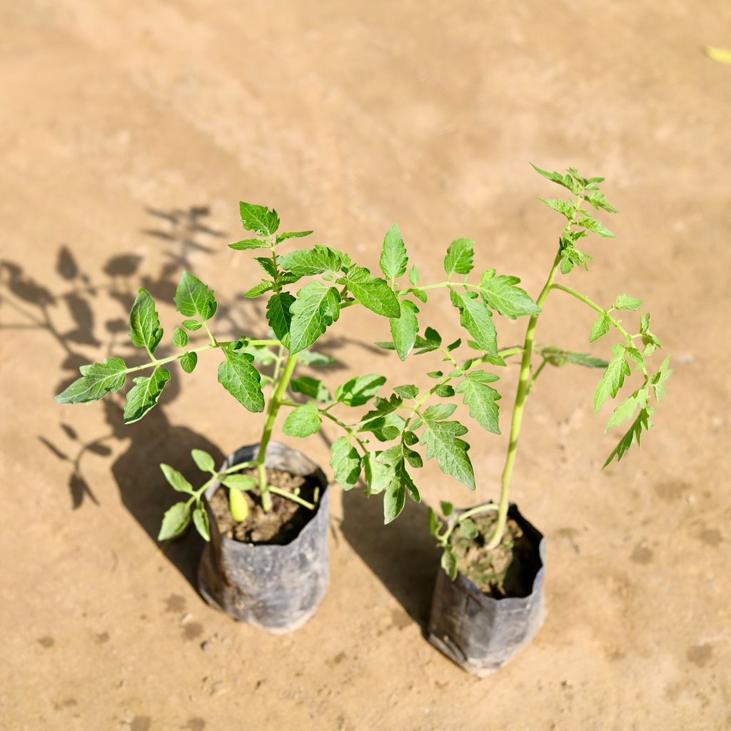 Set of 2 - Tomato in 4 Inch Nursery bag