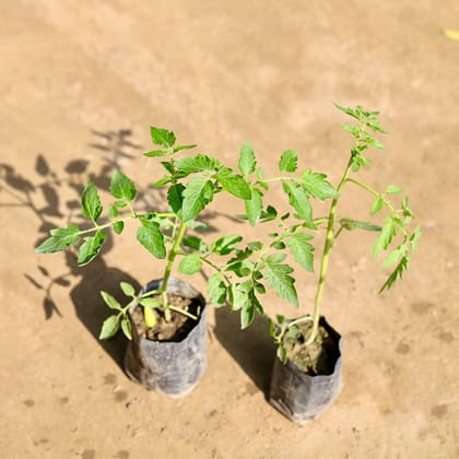 Buy Set of 2 - Tomato in 4 Inch Nursery bag Online | Urvann.com