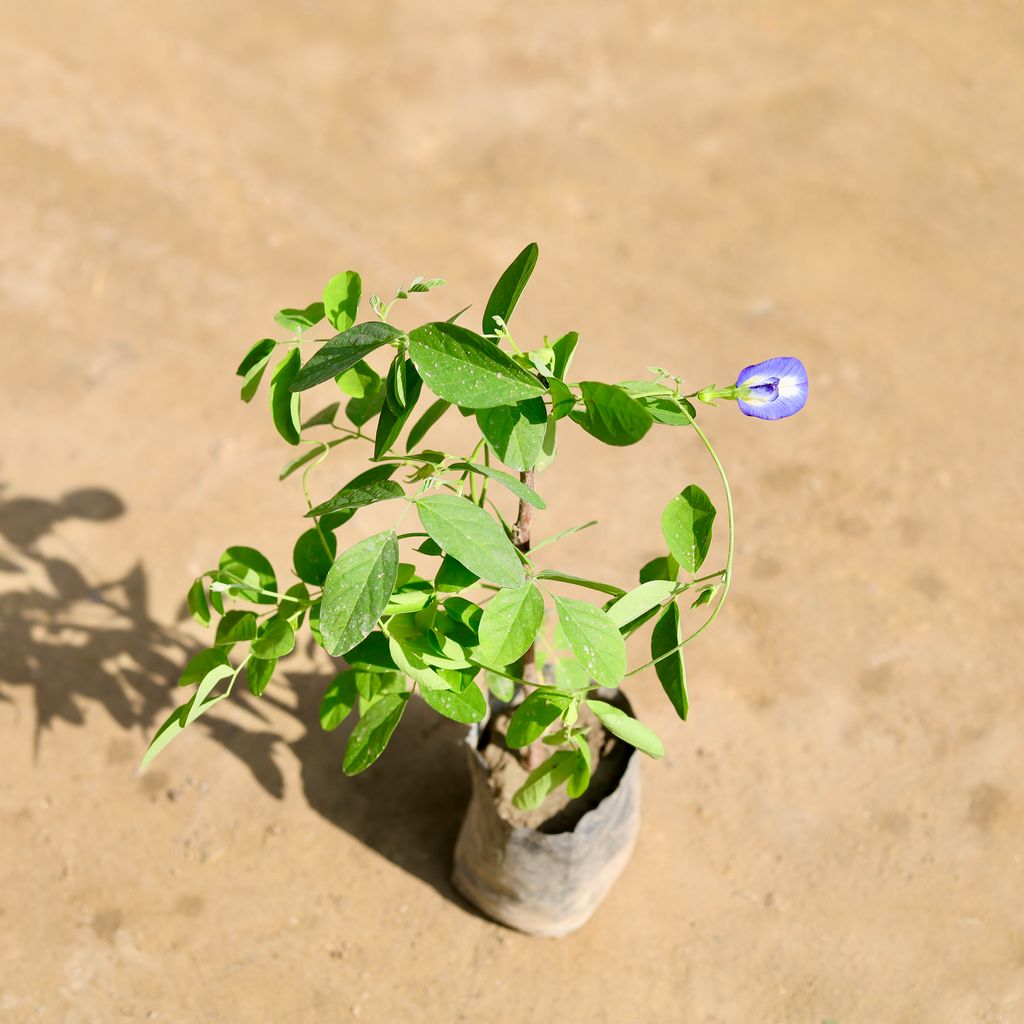 Aparajita Blue in 4 Inch Nursery bag