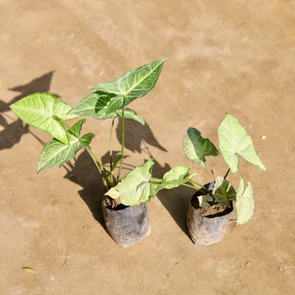 Buy Set of 2 - Syngonium (Green & White) in 4 Inch Nursery bag Online | Urvann.com