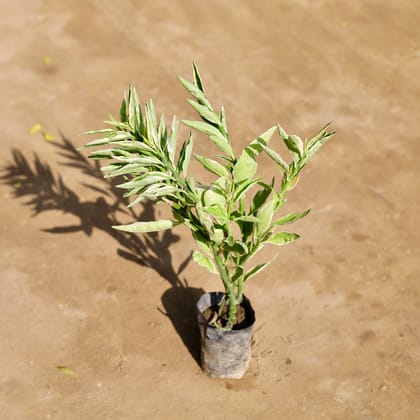 Buy Pedilanthus / Devil's Backbone in 4 Inch Nursery bag Online | Urvann.com