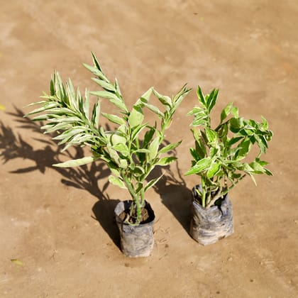 Buy Set of 2 - Pedilanthus /  Devil's Backbone in 4 Inch Nursery bag Online | Urvann.com