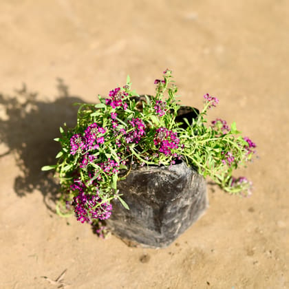 Buy Alyssum Pink in 4 Inch Nursery bag Online | Urvann.com