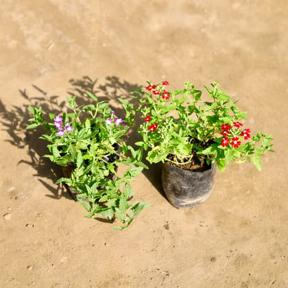 Buy Set of 2 - Verbena (Any Colour) in 4 Inch Nursery bag Online | Urvann.com