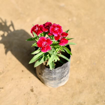 Buy Dianthus (Any Colour) in 4 Inch Nursery bag Online | Urvann.com