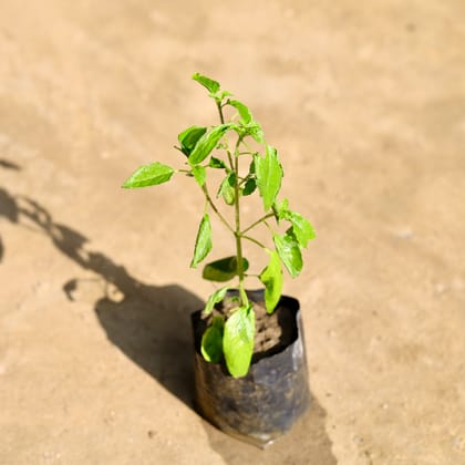 Buy Tulsi Rama in 4 Inch Nursery bag Online | Urvann.com