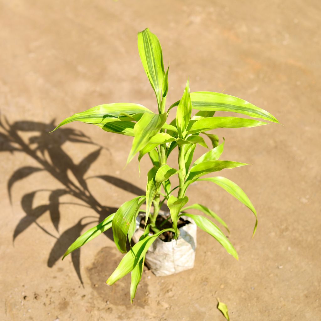 Lucky Bamboo in 4 Inch Nursery bag