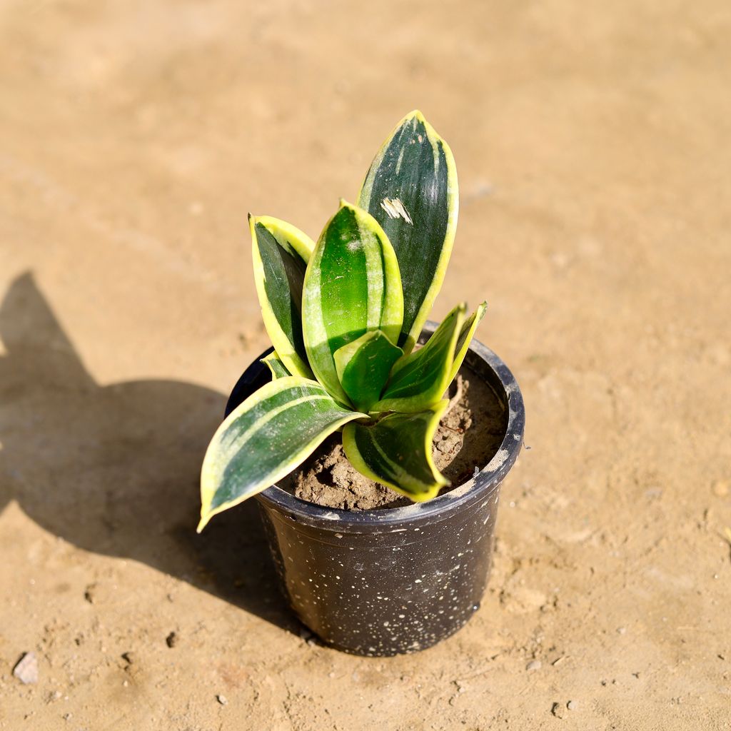 Snake Yellow in 4 Inch Nursery Pot