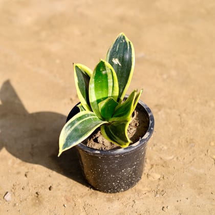 Buy Snake Yellow in 4 Inch Nursery Pot Online | Urvann.com