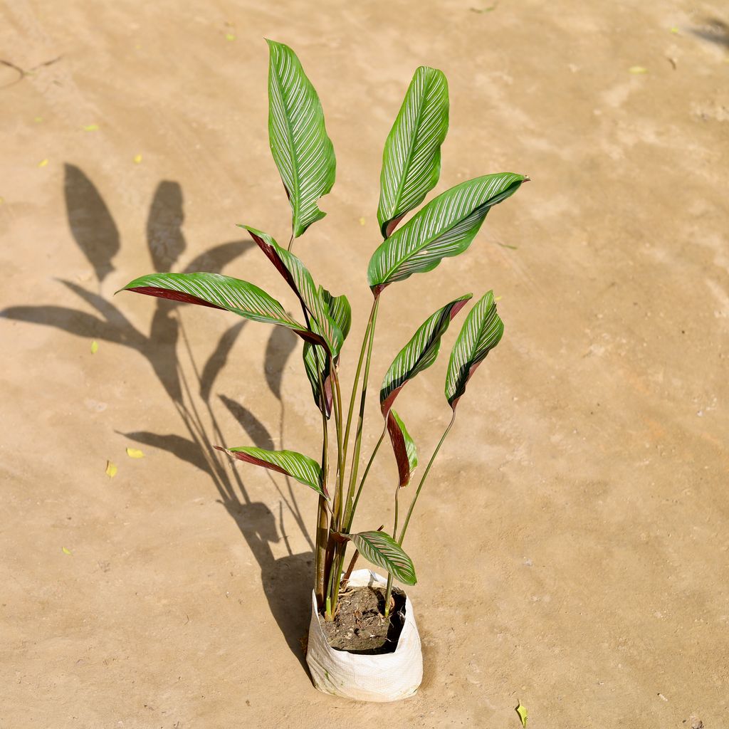 Calathea Ornata in 7 Inch Nursery bag