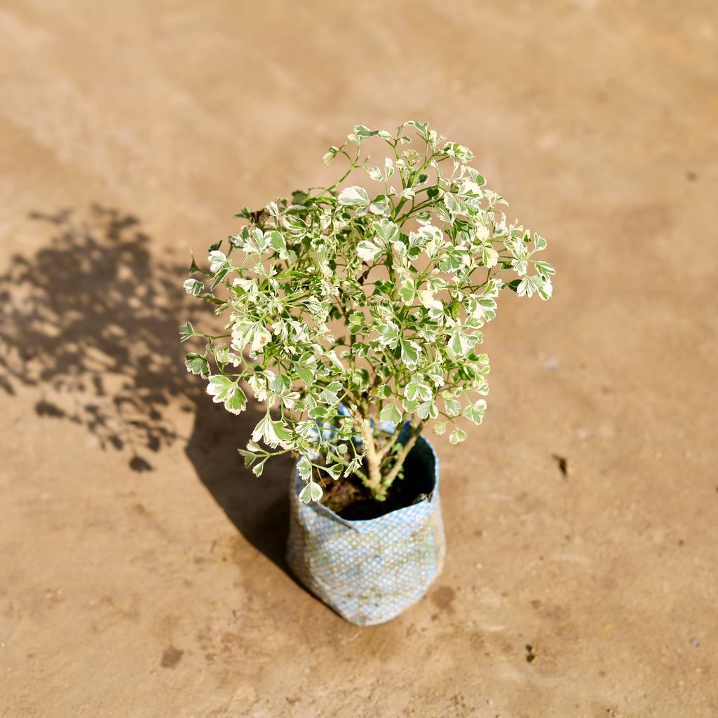 Aralia Variegated in 4 Inch Nursery bag