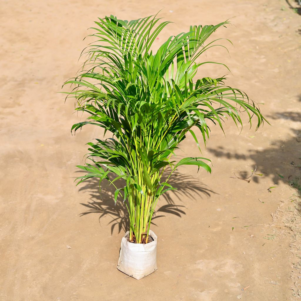 Areca Palm Bushy in 10 Inch Nursery bag