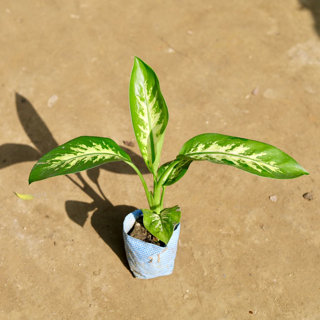 Dieffenbachia in 4 Inch Nursery bag