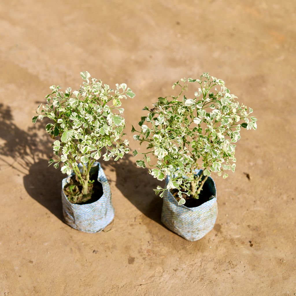 Set of 2 - Aralia Variegated in 4 Inch Nursery bag