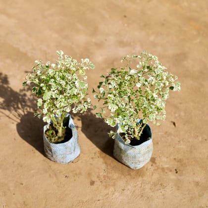 Buy Set of 2 - Aralia Variegated in 4 Inch Nursery bag Online | Urvann.com