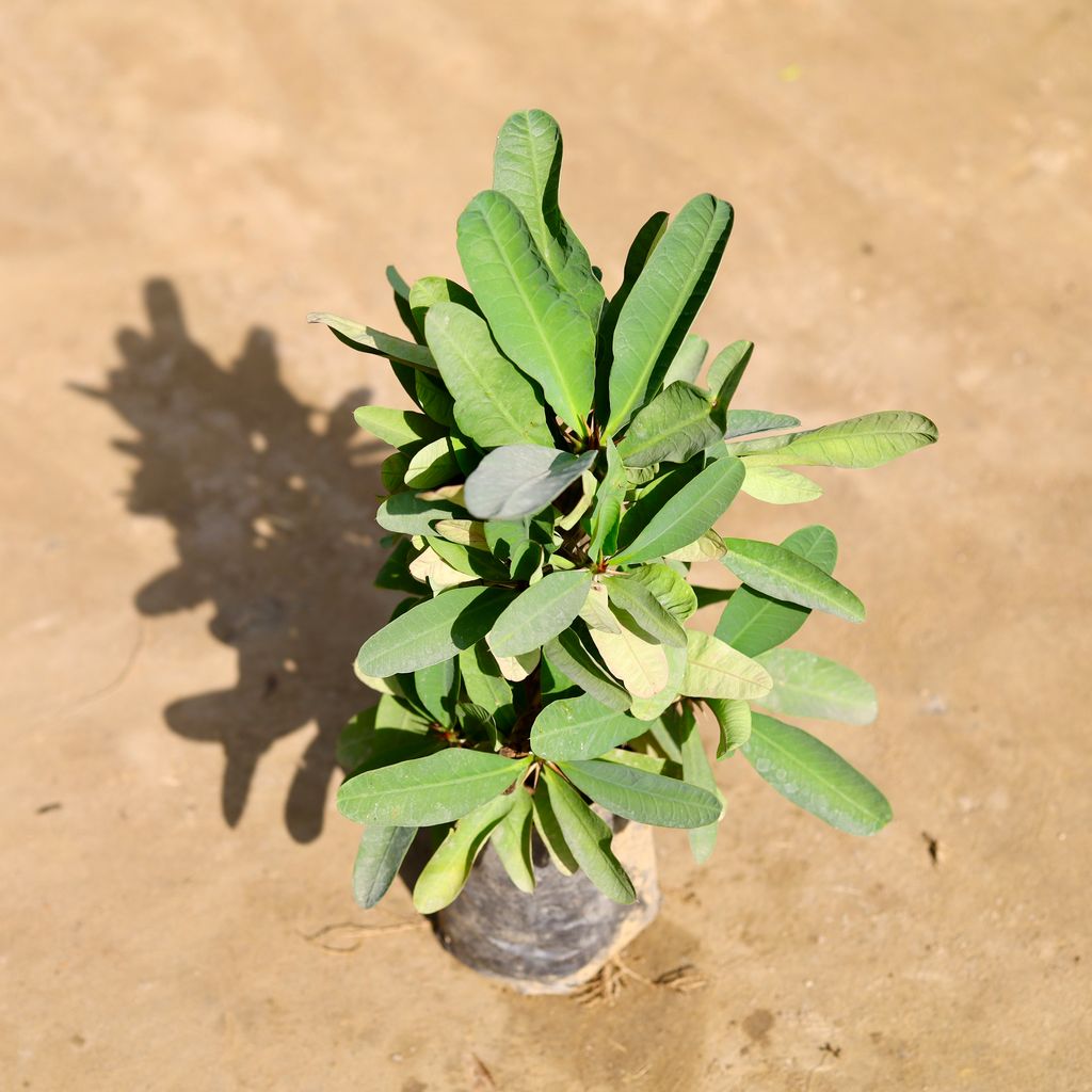 Euphorbia Mili (Any Colour) in 7 Inch Nursery bag