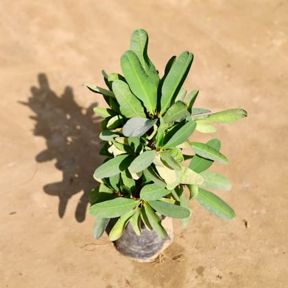 Buy Euphorbia Mili (Any Colour) in 7 Inch Nursery bag Online | Urvann.com