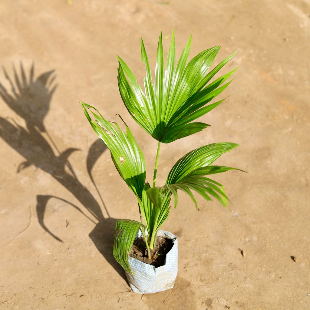 China Palm in 4 Inch Nursery bag