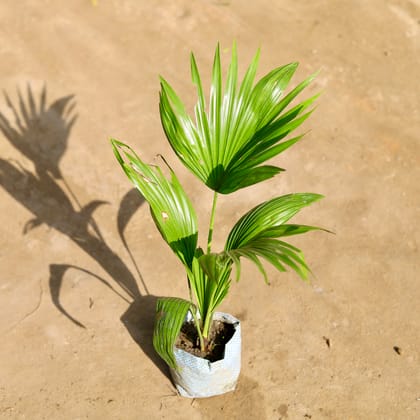 Buy China Palm in 4 Inch Nursery bag Online | Urvann.com