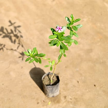 Buy Periwinkle / Sadabahar / Vinca (any colour) in 4 Inch Nursery bag Online | Urvann.com