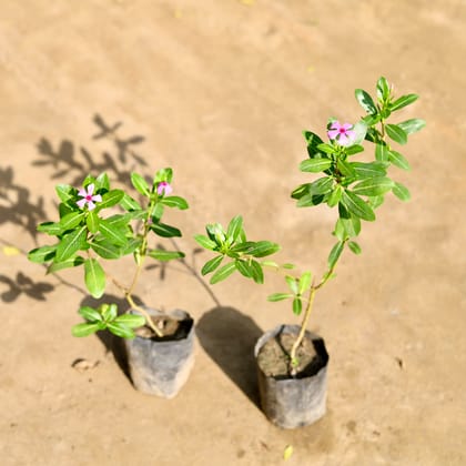 Buy Set of 2 - Periwinkle / Sadabahar / Vinca (any colour) in 4 Inch Nursery bag Online | Urvann.com