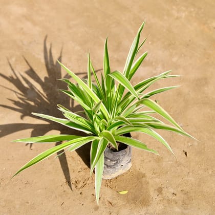 Buy Spider Plant in 4 Inch Nursery bag Online | Urvann.com