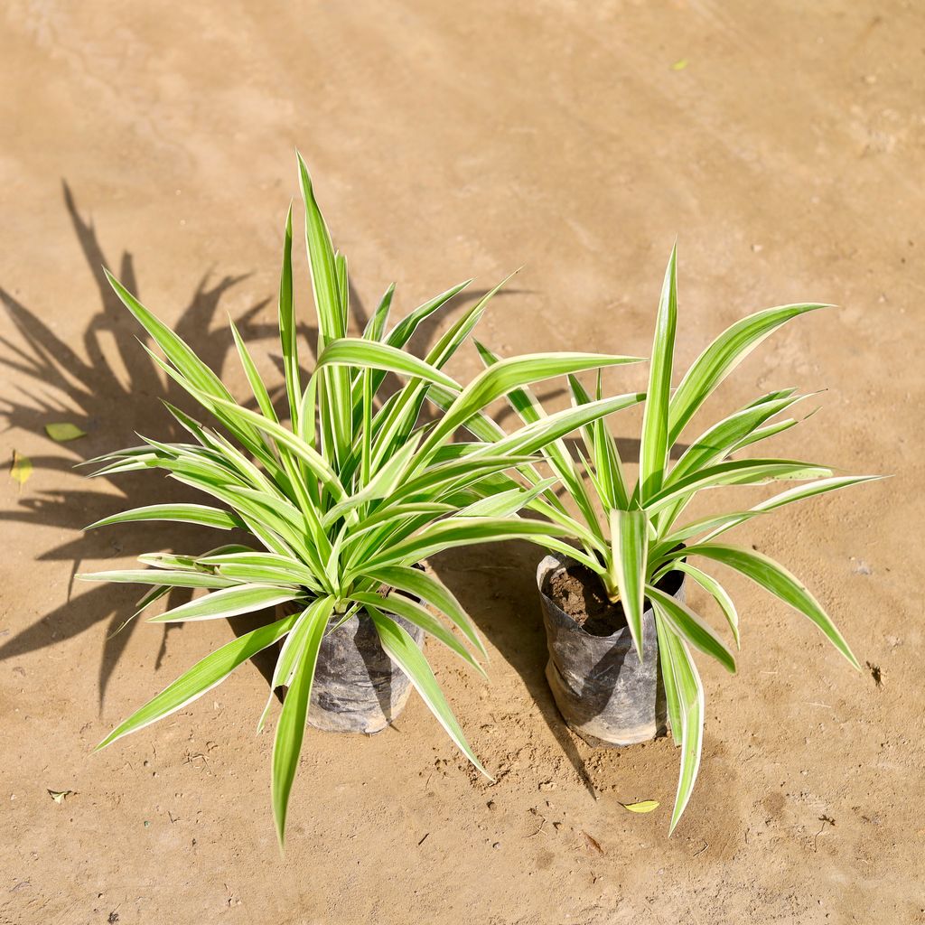 Set of 2 - Spider Plant in 4 Inch Nursery bag