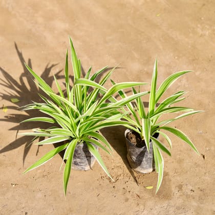 Buy Set of 2 - Spider Plant in 4 Inch Nursery bag Online | Urvann.com