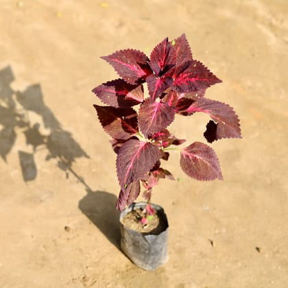 Buy Coleus Red / Brown in 4 Inch Nursery bag Online | Urvann.com