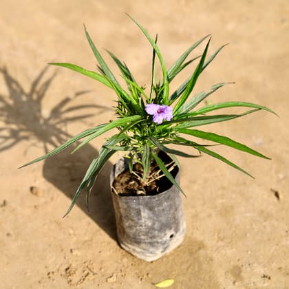 Buy Ruellia (Any Colour) in 4 Inch Nursery bag Online | Urvann.com