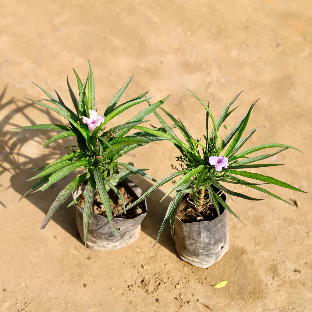 Set of 2 - Ruellia (Any Colour) in 4 Inch Nursery bag