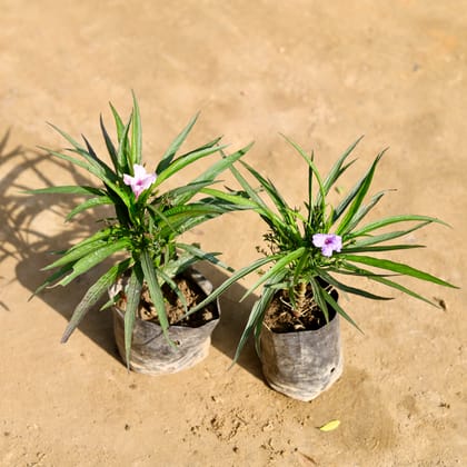 Buy Set of 2 - Ruellia (Any Colour) in 4 Inch Nursery bag Online | Urvann.com