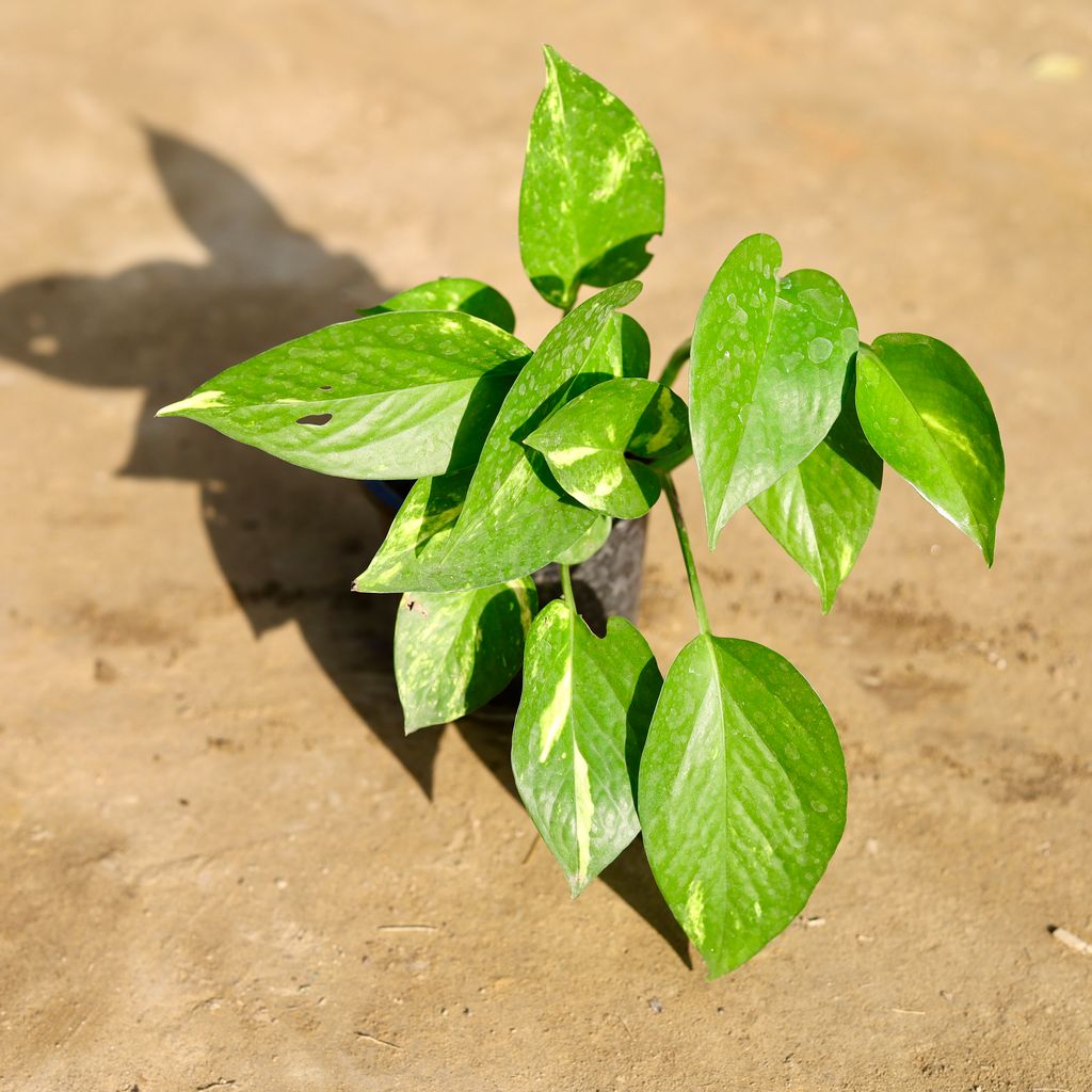 Money Plant Green in 4 Inch Nursery Pot