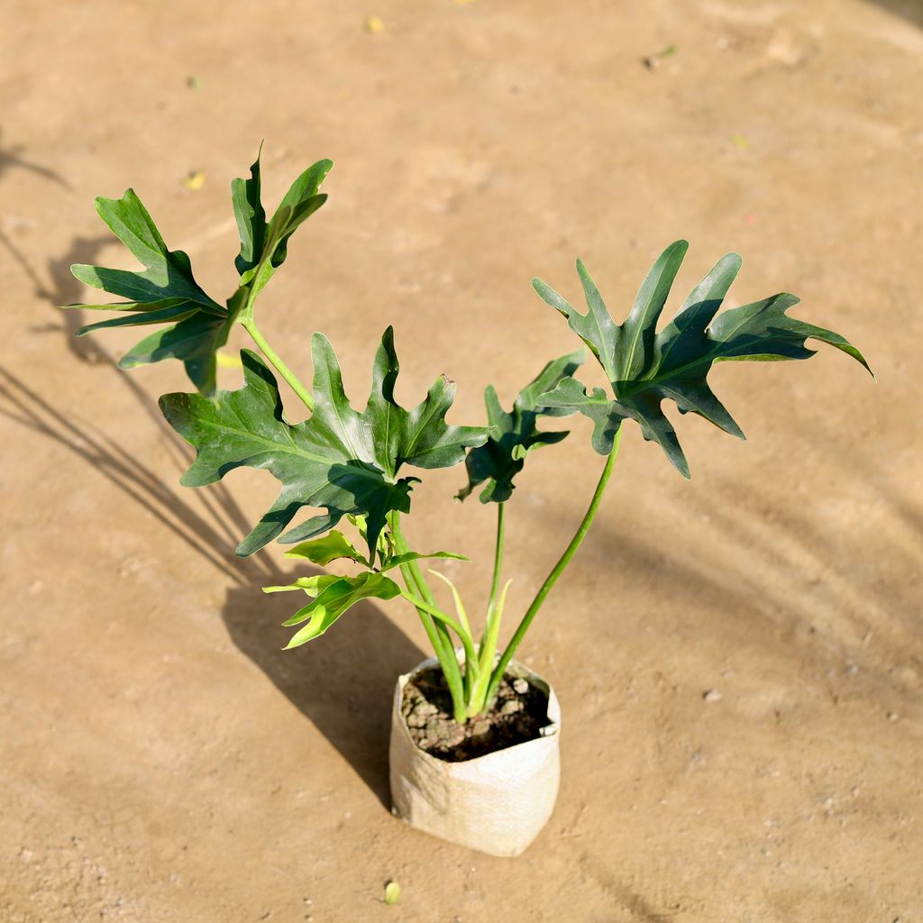 Philodendron Selloum in 4 Inch Nursery bag