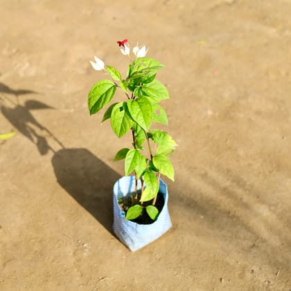 Buy Bleeding Heart (Any Colour) in 4 Inch Nursery bag Online | Urvann.com